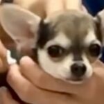 初めての注射をする赤ちゃん犬→震えあがってしまい…思わず応援したくなる反応が34万再生「怖いよね」「よく頑張った」エールの声も(ブログ)