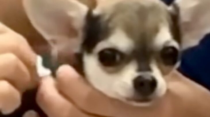 初めての注射をする赤ちゃん犬→震えあがってしまい…思わず応援したくなる反応が34万再生「怖いよね」「よく頑張った」エールの声も(ブログ)