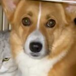 飲んでいた水を猫に横取りされた犬→飼い主に助けを求め…思った以上に『切実な表情』が28万再生「顔で訴えてるのジワるｗ」「逆かと思ったｗ」(ブログ)
