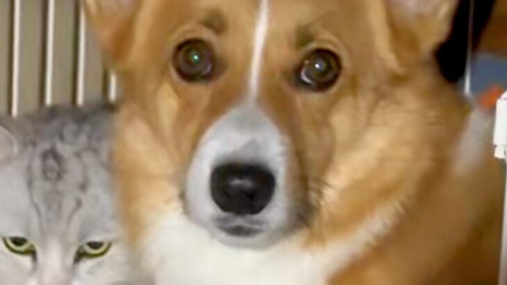 飲んでいた水を猫に横取りされた犬→飼い主に助けを求め…思った以上に『切実な表情』が28万再生「顔で訴えてるのジワるｗ」「逆かと思ったｗ」(ブログ)
