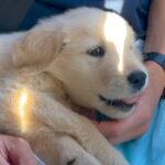 夫婦が念願の『大型犬赤ちゃん』をお迎え→思っていた生活とは違っていて…困難を乗り越えた『現在の光景』が19万再生「幸せそうで感動」(ブログ)