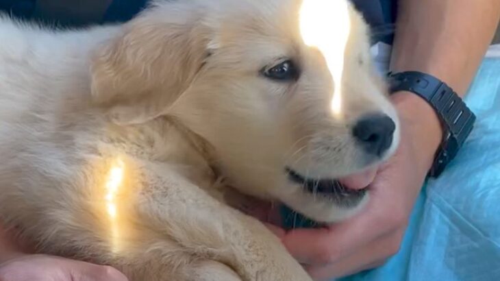 夫婦が念願の『大型犬赤ちゃん』をお迎え→思っていた生活とは違っていて…困難を乗り越えた『現在の光景』が19万再生「幸せそうで感動」(ブログ)