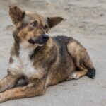 犬が『迷子』になる4つの原因とは？絶対に油断してはいけない理由から対策法まで(ブログ)
