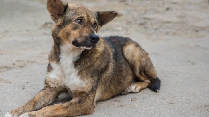 犬が『迷子』になる4つの原因とは？絶対に油断してはいけない理由から対策法まで(ブログ)