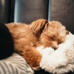 犬のより良い睡眠のためにできること5選　愛犬が快眠できる環境づくりとは？(ブログ)
