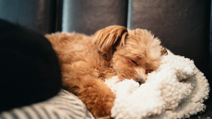 犬のより良い睡眠のためにできること5選　愛犬が快眠できる環境づくりとは？(ブログ)