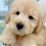 まるでぬいぐるみのような大型犬の赤ちゃんが、6ヵ月後…同じ犬とは思えない『想像以上にビッグになった光景』に「成長がはやい！可愛い」の声(ブログ)