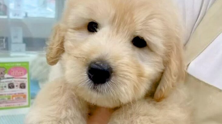まるでぬいぐるみのような大型犬の赤ちゃんが、6ヵ月後…同じ犬とは思えない『想像以上にビッグになった光景』に「成長がはやい！可愛い」の声(ブログ)