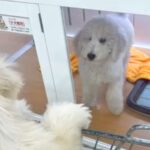 兄妹犬の1匹をお迎え→別の店で『もう1匹』が…涙が止まらない『運命的な再会』と『まさかの展開』が323万再生「奇跡ってあるんだ」「感動」(ブログ)