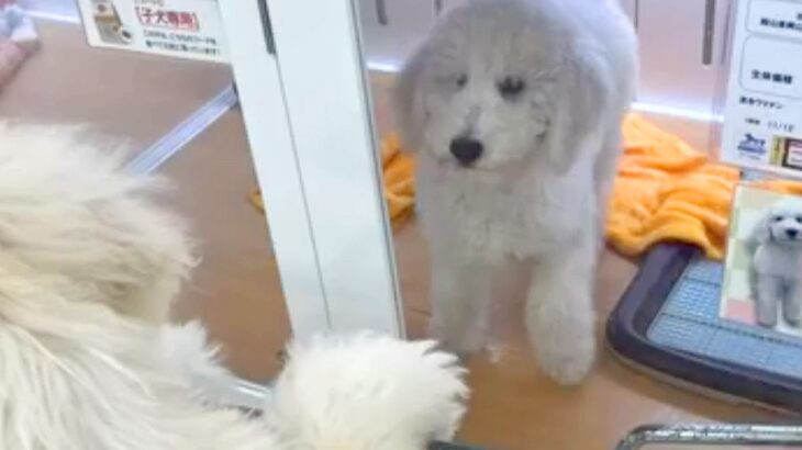 兄妹犬の1匹をお迎え→別の店で『もう1匹』が…涙が止まらない『運命的な再会』と『まさかの展開』が323万再生「奇跡ってあるんだ」「感動」(ブログ)