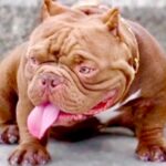 一目惚れした『ムキムキで厳つい犬』を飼おうと決意→実際に見てみたら…想像と180度違う『衝撃的な赤ちゃん姿』が143万再生「可愛すぎ」(ブログ)