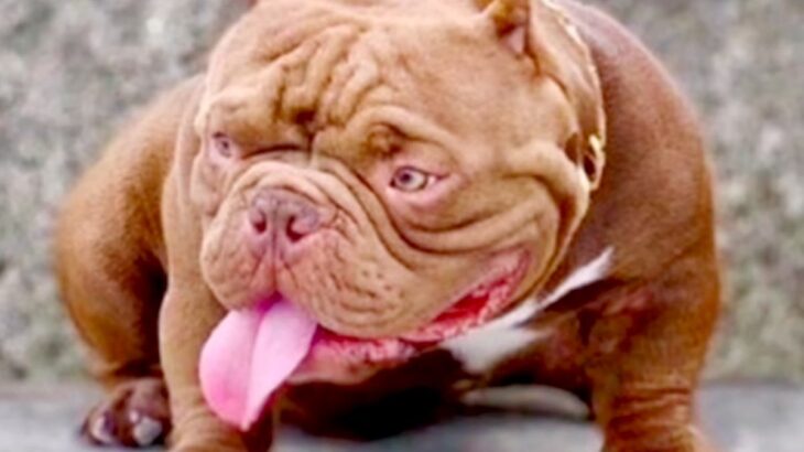 一目惚れした『ムキムキで厳つい犬』を飼おうと決意→実際に見てみたら…想像と180度違う『衝撃的な赤ちゃん姿』が143万再生「可愛すぎ」(ブログ)