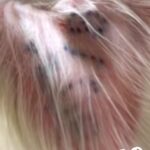 『耳にタトゥーが入っている犬』７年間も繁殖犬として生きたワンコを飼った結果…１年後→涙腺崩壊する光景が20万再生「痛かったね」「幸せに」(ブログ)