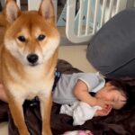 『お昼寝中の赤ちゃんを起こして』と犬にお願い→ぐずりそうになってしまい…心温まる『あまりにも尊い光景』が14万再生「優しいね」「可愛い」(ブログ)
