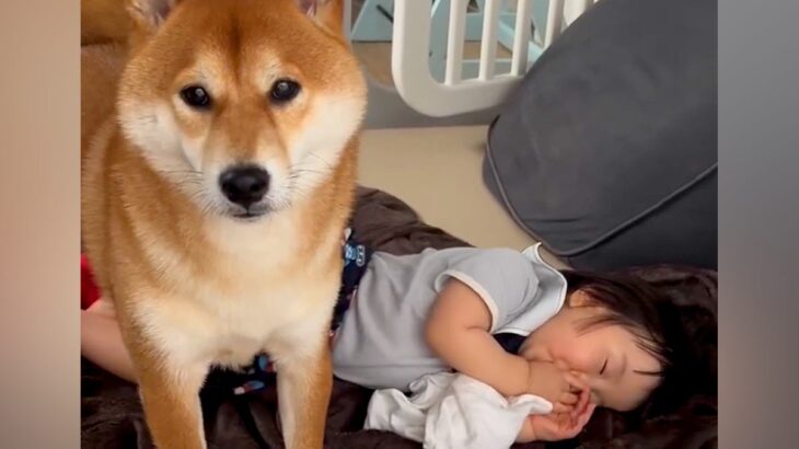 『お昼寝中の赤ちゃんを起こして』と犬にお願い→ぐずりそうになってしまい…心温まる『あまりにも尊い光景』が14万再生「優しいね」「可愛い」(ブログ)
