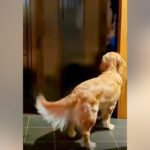 疲れきって帰宅→家のドアを開けると、大型犬が…思わず泣けてしまう『愛に満ちたお出迎え』が53万再生「疲れも吹き飛ぶ可愛さ」「癒やし」(ブログ)