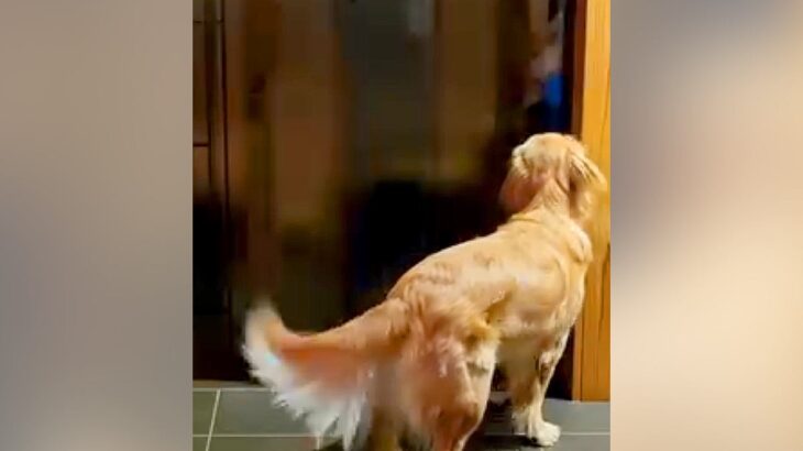 疲れきって帰宅→家のドアを開けると、大型犬が…思わず泣けてしまう『愛に満ちたお出迎え』が53万再生「疲れも吹き飛ぶ可愛さ」「癒やし」(ブログ)