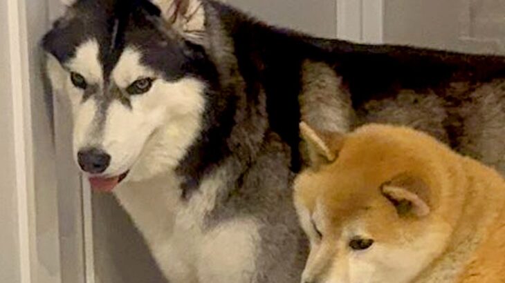 父が玄関先で来客対応→気付いた2匹の犬たちが…想像もしなかった『人間のような行動』が156万表示「めちゃ可愛い」「教科書に載せるべき」(ブログ)