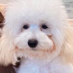 誰も足を止めずに『６ヶ月間も売れ残ったボサボサの犬』を飼った結果…もはや別犬な『衝撃的な変化』に反響「運命」「ずっと健康で幸せでいて」(ブログ)