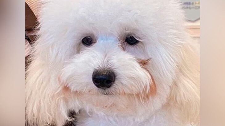誰も足を止めずに『６ヶ月間も売れ残ったボサボサの犬』を飼った結果…もはや別犬な『衝撃的な変化』に反響「運命」「ずっと健康で幸せでいて」(ブログ)
