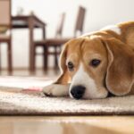 犬を悲しませている『飼い主の行動』４選　愛犬の心を深く傷つける絶対NG行為とは？(ブログ)