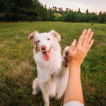 犬が信頼関係を築けている時に見せる行動6選！信頼される方法と関係作りのコツを解説(ブログ)