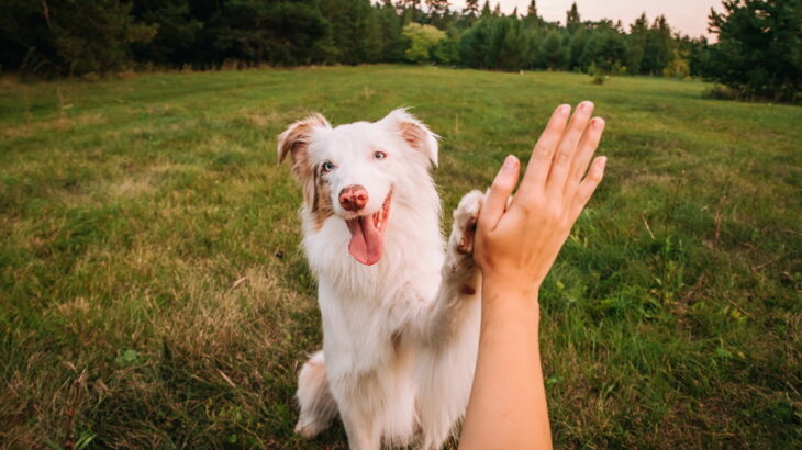 犬が信頼関係を築けている時に見せる行動6選！信頼される方法と関係作りのコツを解説(ブログ)