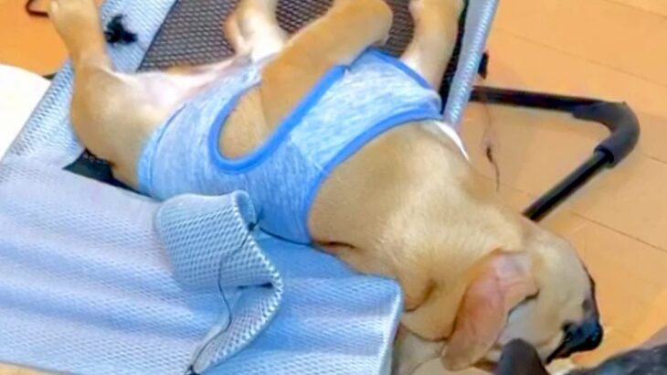 バウンサーの上で爆睡中の犬→寝ぼけて滑り落ちてしまった結果…直後に起きた『コントすぎる展開』に「台本ですか？ｗ」「大爆笑した」と反響(ブログ)