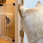 出張で5日ぶりに帰宅したパパ→犬が気配を察知して…玄関先で見せた『熱烈なおかえりなさい』が11万再生「疲れ吹っ飛ぶ」「かわいい歓迎」(ブログ)