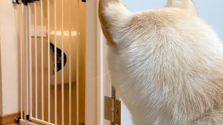出張で5日ぶりに帰宅したパパ→犬が気配を察知して…玄関先で見せた『熱烈なおかえりなさい』が11万再生「疲れ吹っ飛ぶ」「かわいい歓迎」(ブログ)
