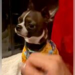 外で『いいこいいこ』しようとするとブチギレる犬→家に帰ると…衝撃的な『態度の豹変っぷり』が17万再生「思春期？ｗ」「ギャップ可愛い」(ブログ)