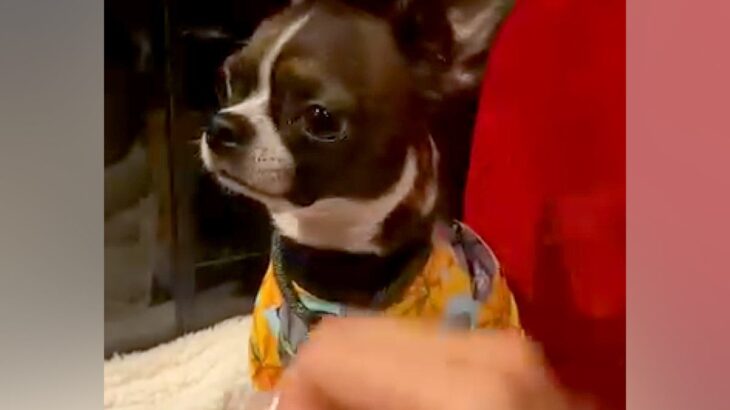 外で『いいこいいこ』しようとするとブチギレる犬→家に帰ると…衝撃的な『態度の豹変っぷり』が17万再生「思春期？ｗ」「ギャップ可愛い」(ブログ)