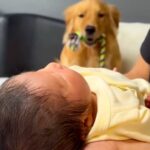 生まれたての赤ちゃんと初めて会った大型犬→大興奮したので注意すると…泣けるほど尊い『まさかの反応』が81万再生「涙出た」「分かってる」(ブログ)