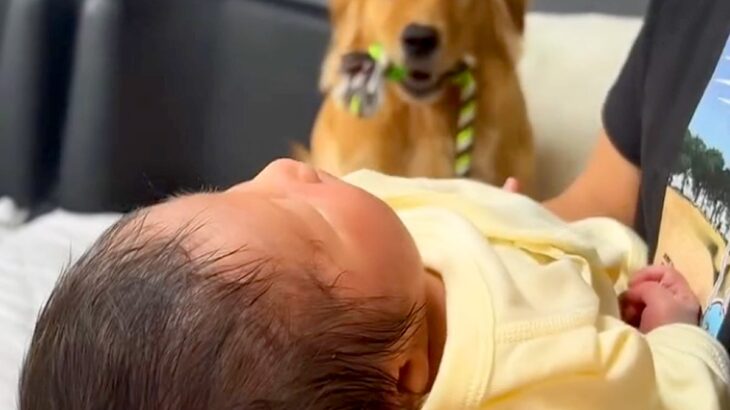 生まれたての赤ちゃんと初めて会った大型犬→大興奮したので注意すると…泣けるほど尊い『まさかの反応』が81万再生「涙出た」「分かってる」(ブログ)