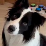 世界一知能が高い犬種が『言葉をどれだけ理解しているか』検証→『衝撃的な結果』に驚きの声「ちゃんと理解してる」「賢すぎる…天才」と称賛(ブログ)