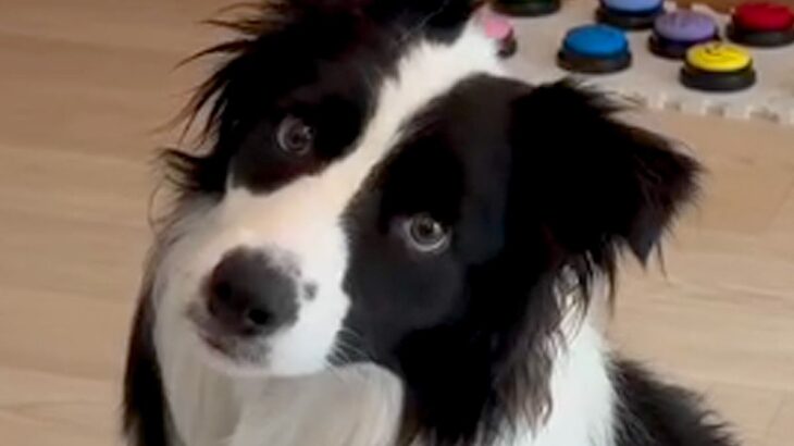 世界一知能が高い犬種が『言葉をどれだけ理解しているか』検証→『衝撃的な結果』に驚きの声「ちゃんと理解してる」「賢すぎる…天才」と称賛(ブログ)