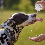 犬を『真夏に散歩』させたいときはどうしたらいいの？飼い主の誤った行動が思わぬトラブルを引き起こすことも…(ブログ)