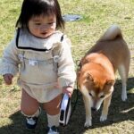 1歳の女の子が『初めて犬の散歩をした』結果…気を遣って見せた『あまりにも愛おしい光景』が12万再生「空気読んですごい」「ずっと見てたい」(ブログ)