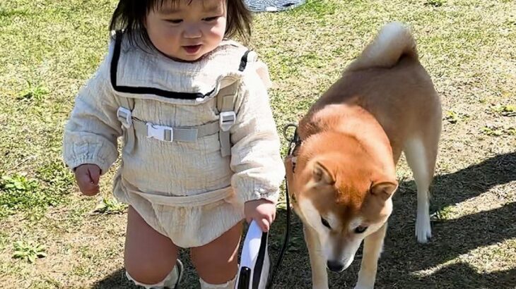 1歳の女の子が『初めて犬の散歩をした』結果…気を遣って見せた『あまりにも愛おしい光景』が12万再生「空気読んですごい」「ずっと見てたい」(ブログ)