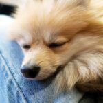 犬の『赤ちゃん返り』3つの原因　突然甘えん坊になる理由から適切な対処法まで(ブログ)