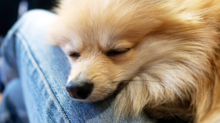 犬の『赤ちゃん返り』3つの原因　突然甘えん坊になる理由から適切な対処法まで(ブログ)