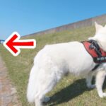 散歩中の大型犬に『居るはずのない人が居たら気付くのか？』を検証してみたら…想像を超える反応と『まさかの結末』が10万再生「可愛すぎる」(ブログ)