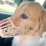 『本気噛み』してしまう大型犬をトレーニング→わずか数時間で…嘘のような『劇的な変化』が94万再生「怖かっただけなんだ」「素晴らしい」(ブログ)