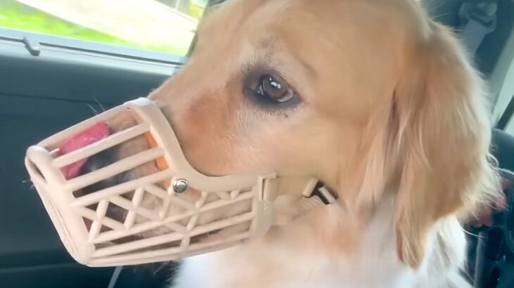 『本気噛み』してしまう大型犬をトレーニング→わずか数時間で…嘘のような『劇的な変化』が94万再生「怖かっただけなんだ」「素晴らしい」(ブログ)