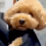 久しぶりに実家に帰ったら、犬がイタズラをしすぎて…『まさかの刑』を受ける光景が20万再生「むしろご褒美」「赤ちゃんみたいで可愛いｗ」(ブログ)