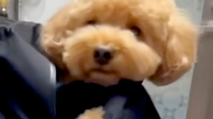 久しぶりに実家に帰ったら、犬がイタズラをしすぎて…『まさかの刑』を受ける光景が20万再生「むしろご褒美」「赤ちゃんみたいで可愛いｗ」(ブログ)