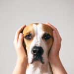 『聴力が弱っている犬』がみせる行動4選　判断する方法や病院へ行くべきタイミングまで(ブログ)