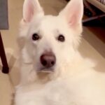 部屋で待機する大型犬→ママに『どうしても撫でて欲しい』とおねだりをした結果…とんでもなく愛おしい『配慮』が120万再生「可愛すぎ」(ブログ)