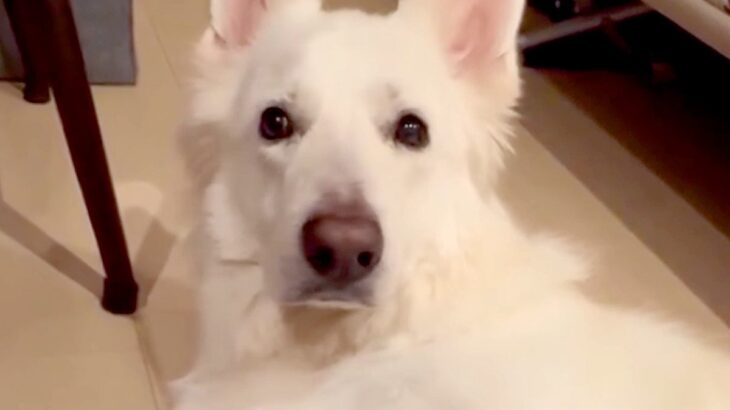 部屋で待機する大型犬→ママに『どうしても撫でて欲しい』とおねだりをした結果…とんでもなく愛おしい『配慮』が120万再生「可愛すぎ」(ブログ)