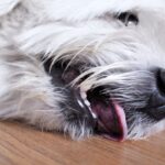犬の熱中症『初期症状』5選　命に関わる危険な状態とは？日頃からできる対策まで(ブログ)